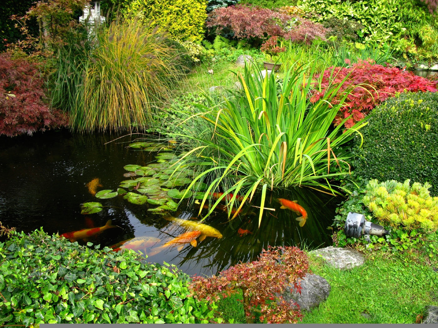 Koi Garden Pond Design And Winter Care