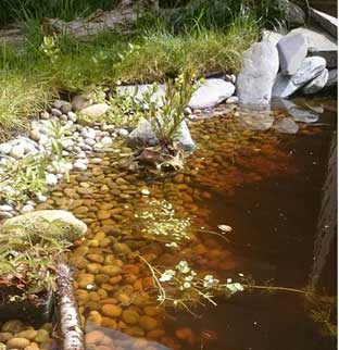 Wildlife friendly garden pond with pebbles covering the pond liner to give it that natural loo.