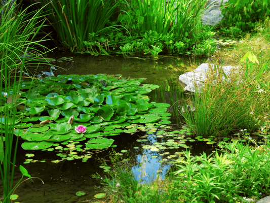 Adding aquatic plants to a newly built garden pond