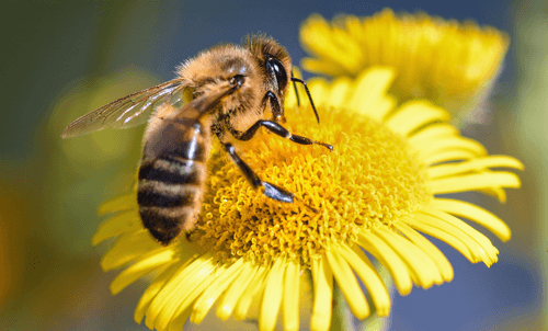 Some simple tips to attract and nurture wildlife visiting your garden