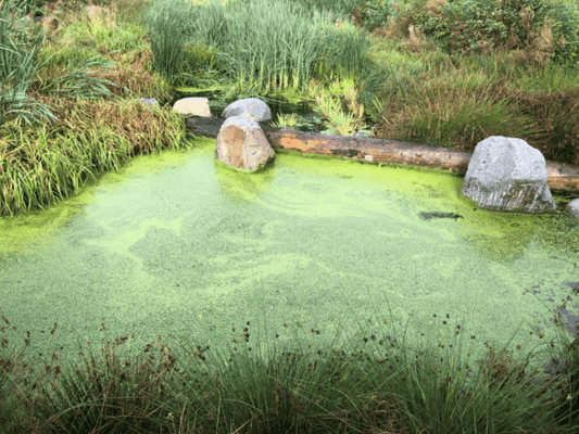 One of the most common complaints among pond owners is green water. This is caused by microscopic algae multiplying rapidly in the water.