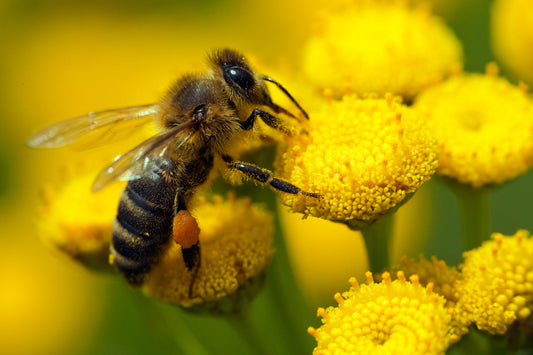Learn how to create a wildlife-friendly garden using ponds and pond liners. 