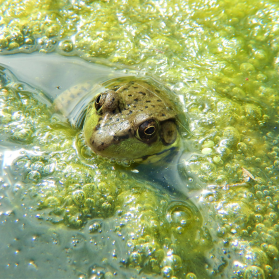 What steps to take to rid your pond of algae and how to prevent repeat invasion
