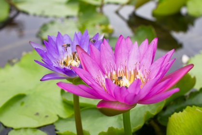 Water lily beetles which can cause significant damage to water lilies if left unchecked. Adult beetles lay eggs on the leaves, and the emerging larvae feed on the foliage, creating holes and skeletonised patches.
