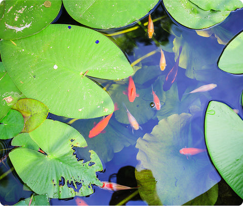 Calculate Pond Volume