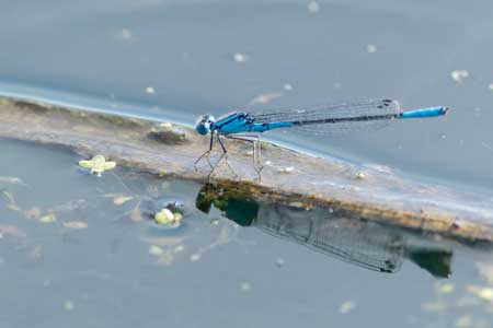 Damselfly visiting a garden pond