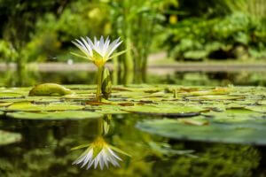 Water lilies are popular pond plants that offer shade and protection