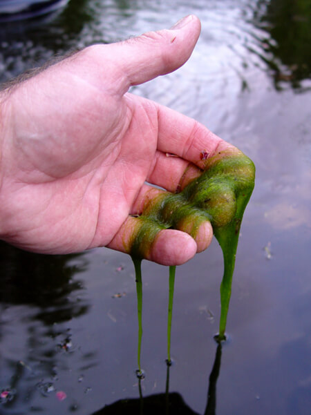 Blanket weed lifted out from a ponds surface