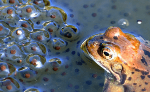 Frog and frog spawn in garden pond