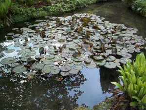 Restoring a neglected garden pond resulted in a healthy one with plant cover