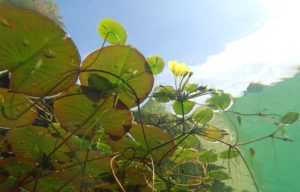 Under water photo of submerged aquatic plants 