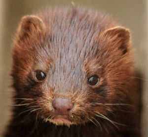 Mink a predator on koi and carp in fish ponds