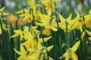 Daffodils in flower welcoming the coming of Spring