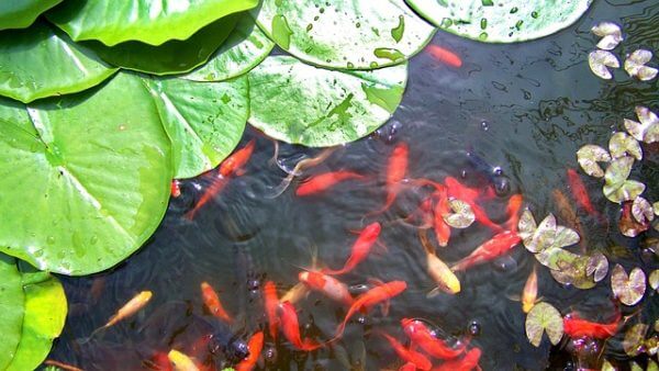 View of How to Make Stunning Goldfish Ponds in (3 Simple Steps!)