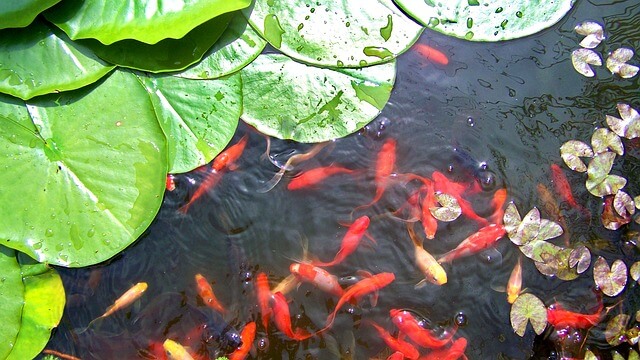 How To Take Care Of Goldfish In Garden Ponds So They Thrive Outdoors