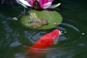 Koi feeding in a koi pond with a frog on a lily pad