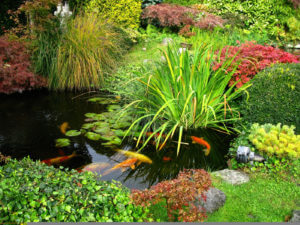 Koi swimming about in a garden pond