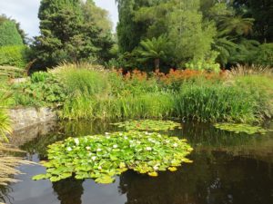 Established garden pond with water lilies filling the centre of the pond