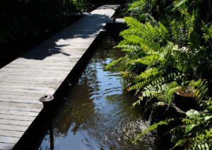 Pond with wooden bridge going across and bordered by ferns