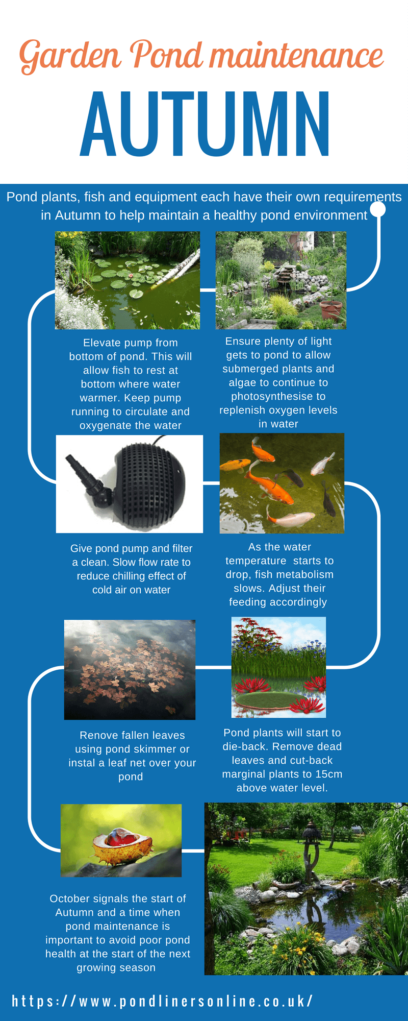 Autumn garden pond maintenance tips on this infographic