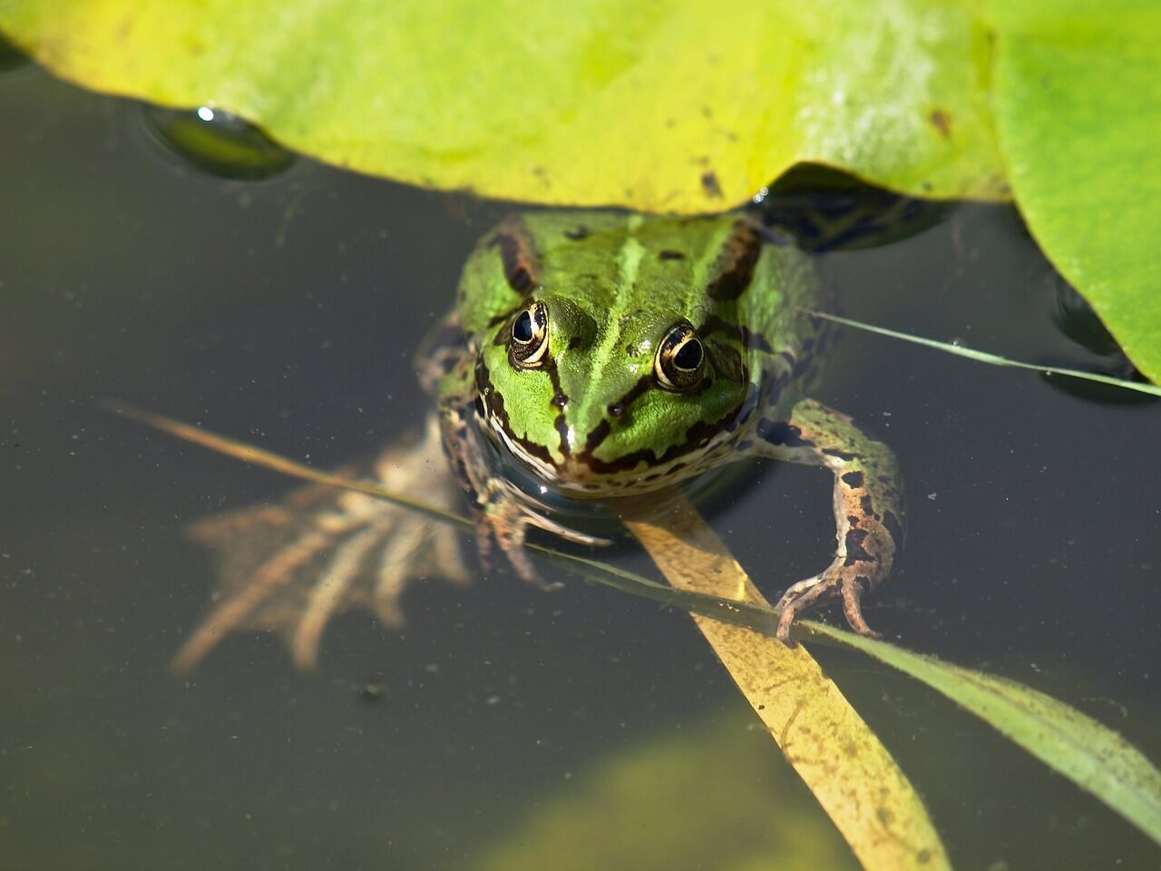 Frogs are attracted to ponds built to attract wildlife