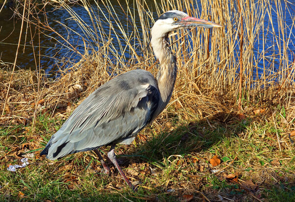 Gray heron visiting a pond to fish for food