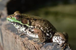 Wooden barrel pond visited by a frog