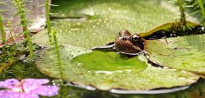 Frog peeping through lily pad on a wildlife garden pond