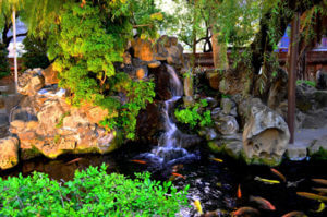 Koi fish pond with waterfall to maintain healthy levels of oxygen in water