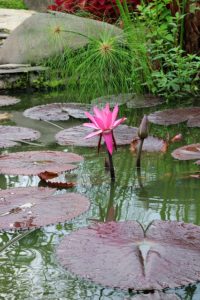 Pond plants added to a garden water feature