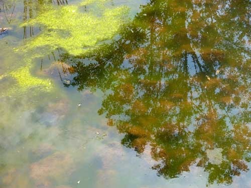 String Algae in pond can affect pond-