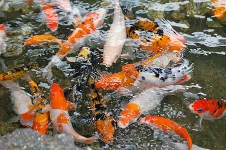 Koi pond and importance of stocking density