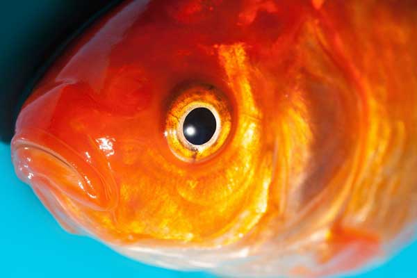 Healthy koi in a pond with good water quality