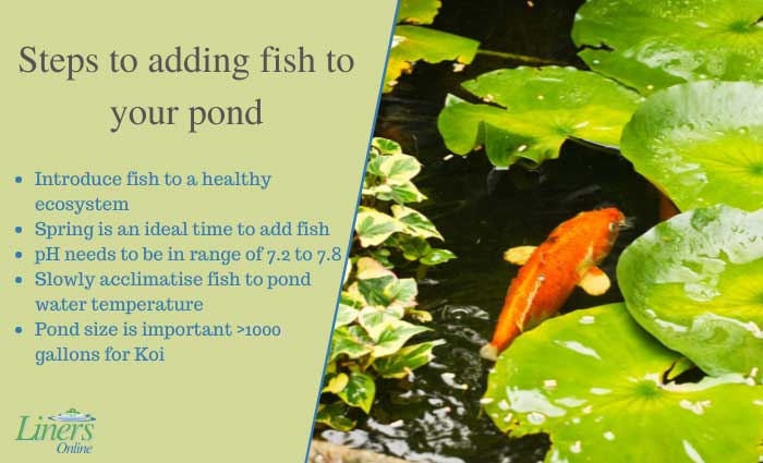 5 tips to successfully adding fish to your garden pond