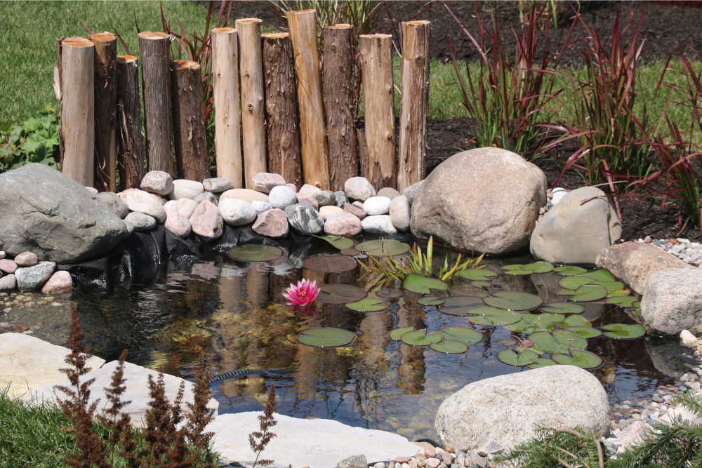 Wildlife garden pond provides a haven for insects, birds, frogs and dragonflies particularly during dry periods and climate changes