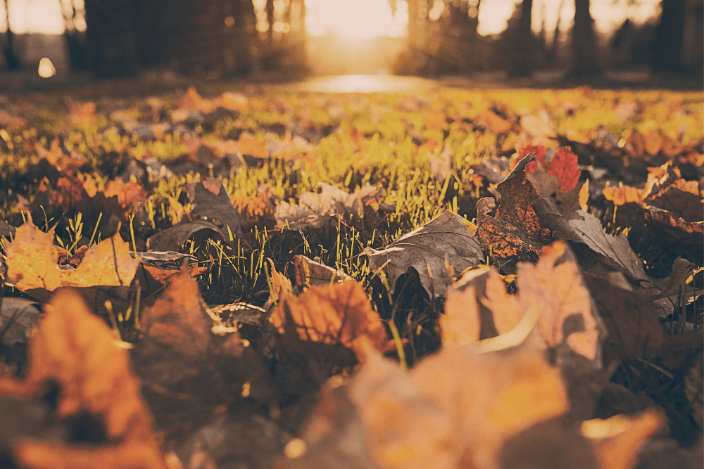 Autumn leaves covering the lawn