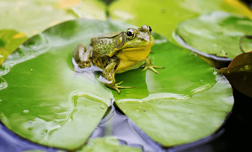 Frog on a Lily pad in a wildlife pond