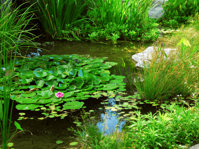 A variety of aquatic plants to these pond